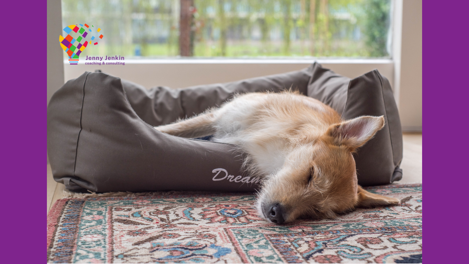 Picture of a very tired dog in a dog bed